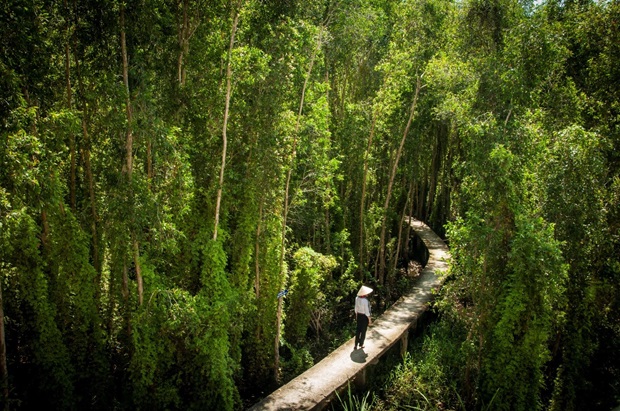 rừng tràm đẹp nhất miền Tây - Rừng Tràm Tân Lập